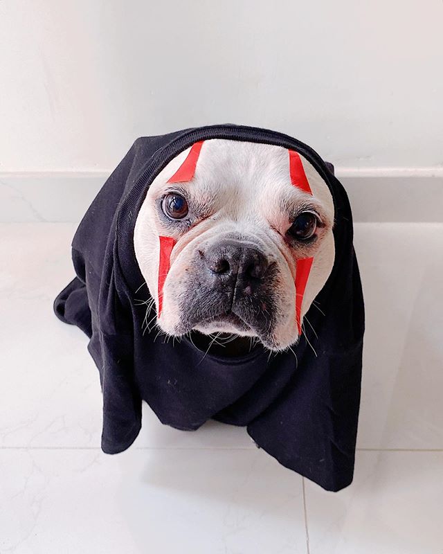 &ldquo;Welcome the rich man, he's hard for you to miss. His butt keeps getting bigger, so there's plenty there to kiss!&rdquo; Sumo as カオナシ NO FACE. Happy Halloween! 🔻🔻please swipe to watch the videos!!!!
