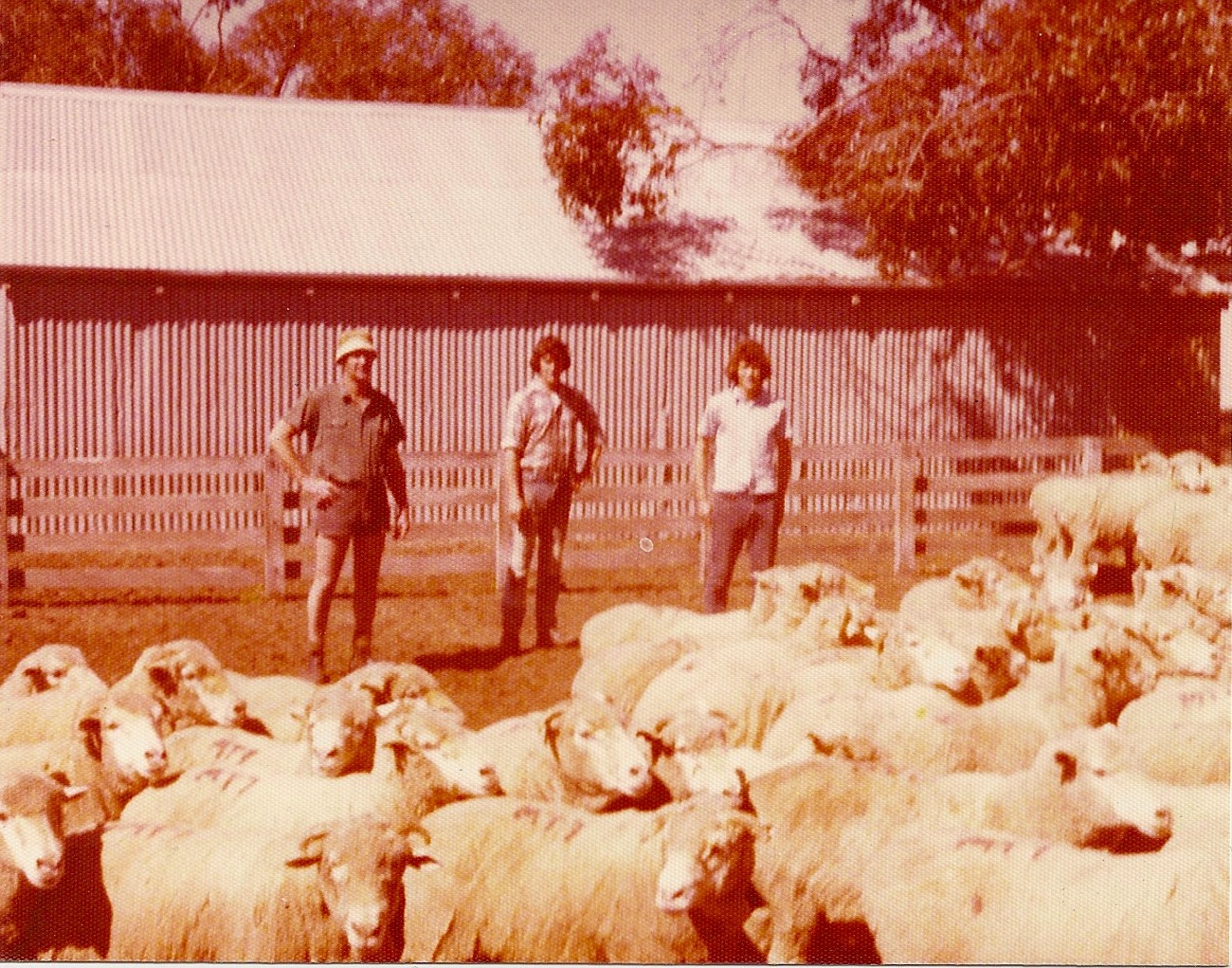 Sheep yards with Dad.jpeg