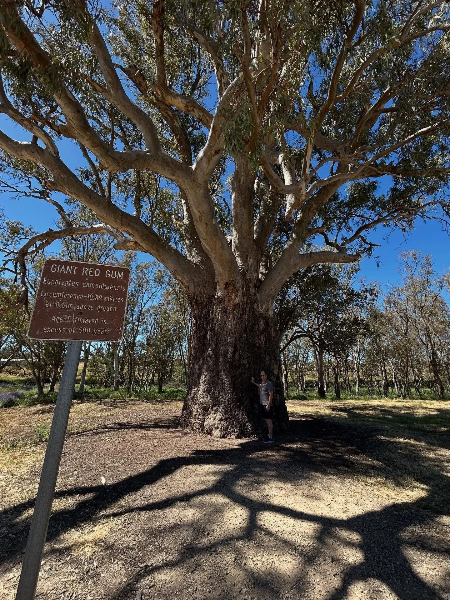 Giant Red Gum in South Australia which is 10.89m circumference. What an amazing 500 year old tree with an assortment of community making it their home, from bees to pink and greys #tree #southaustralian #oldtree #neilturnerartisan