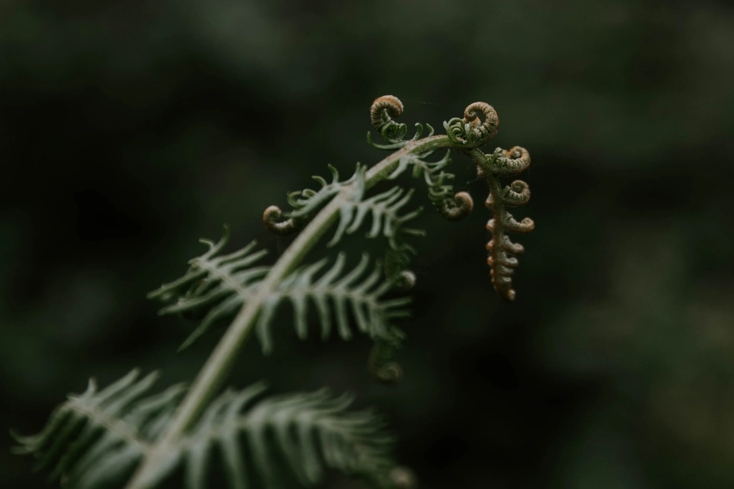 Koru.jpg