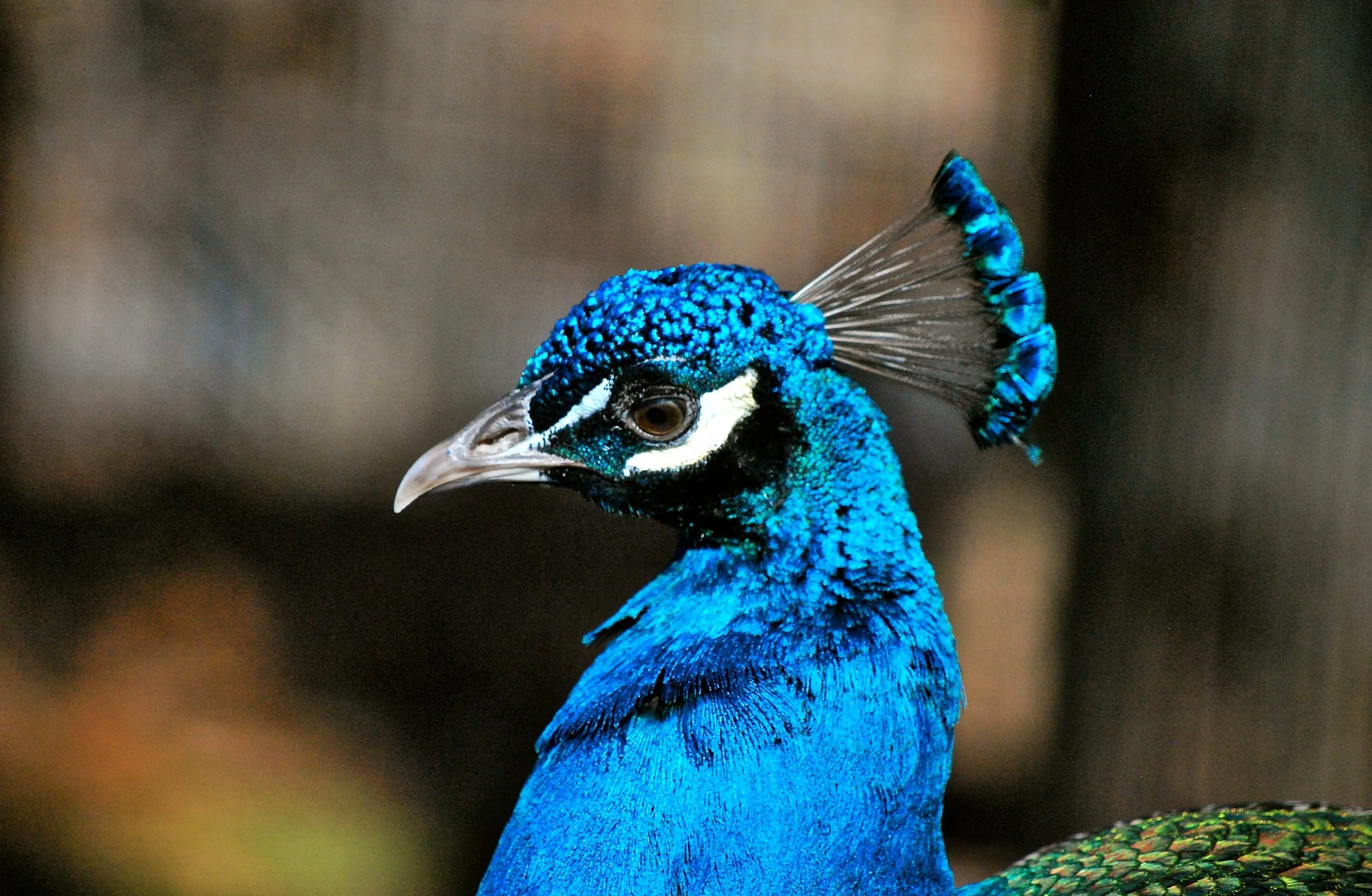 Plants &amp; Animals