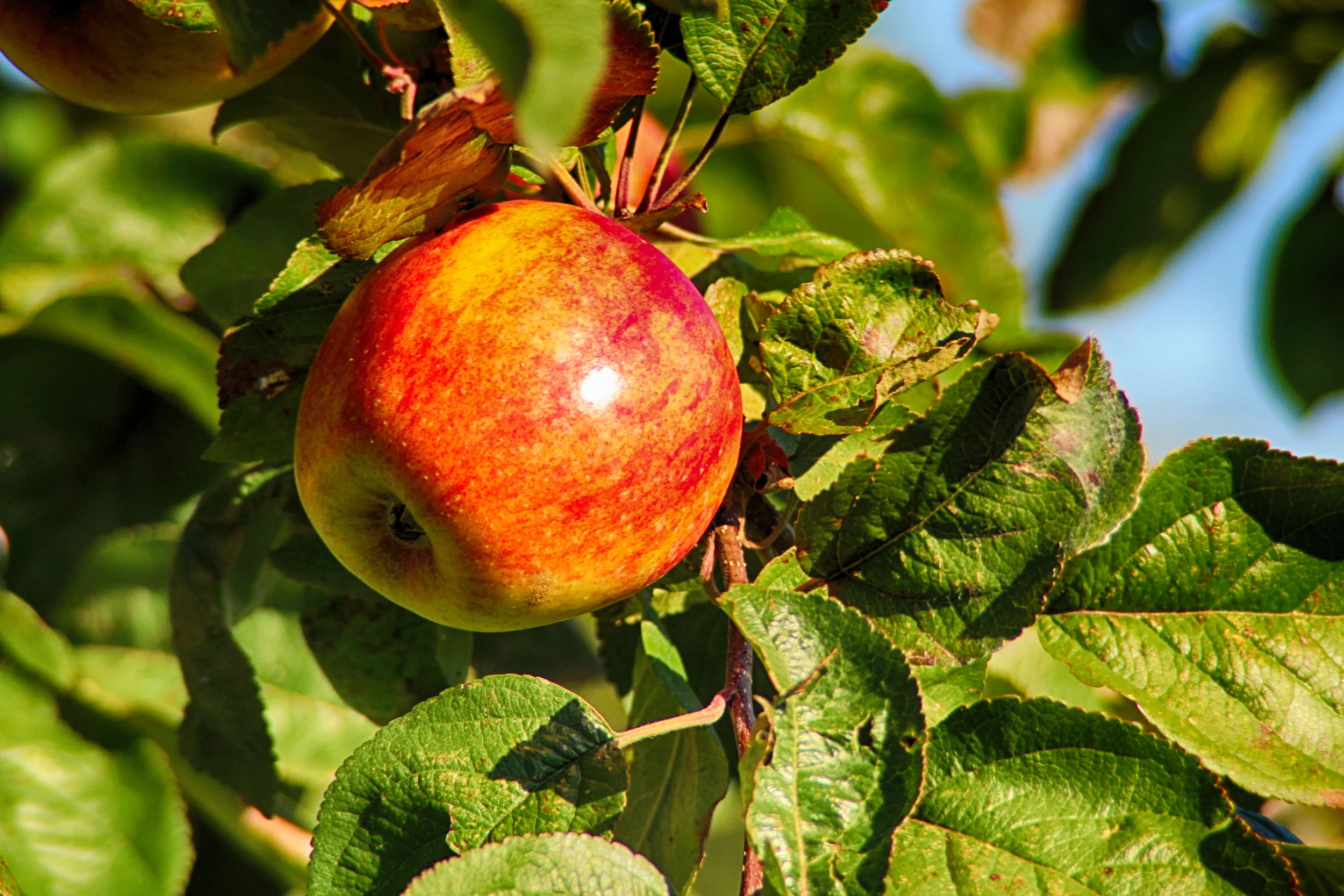 A Taste of Forbidden Fruit: Why So Many Non-Believers Owe a Debt to Paul Kurtz