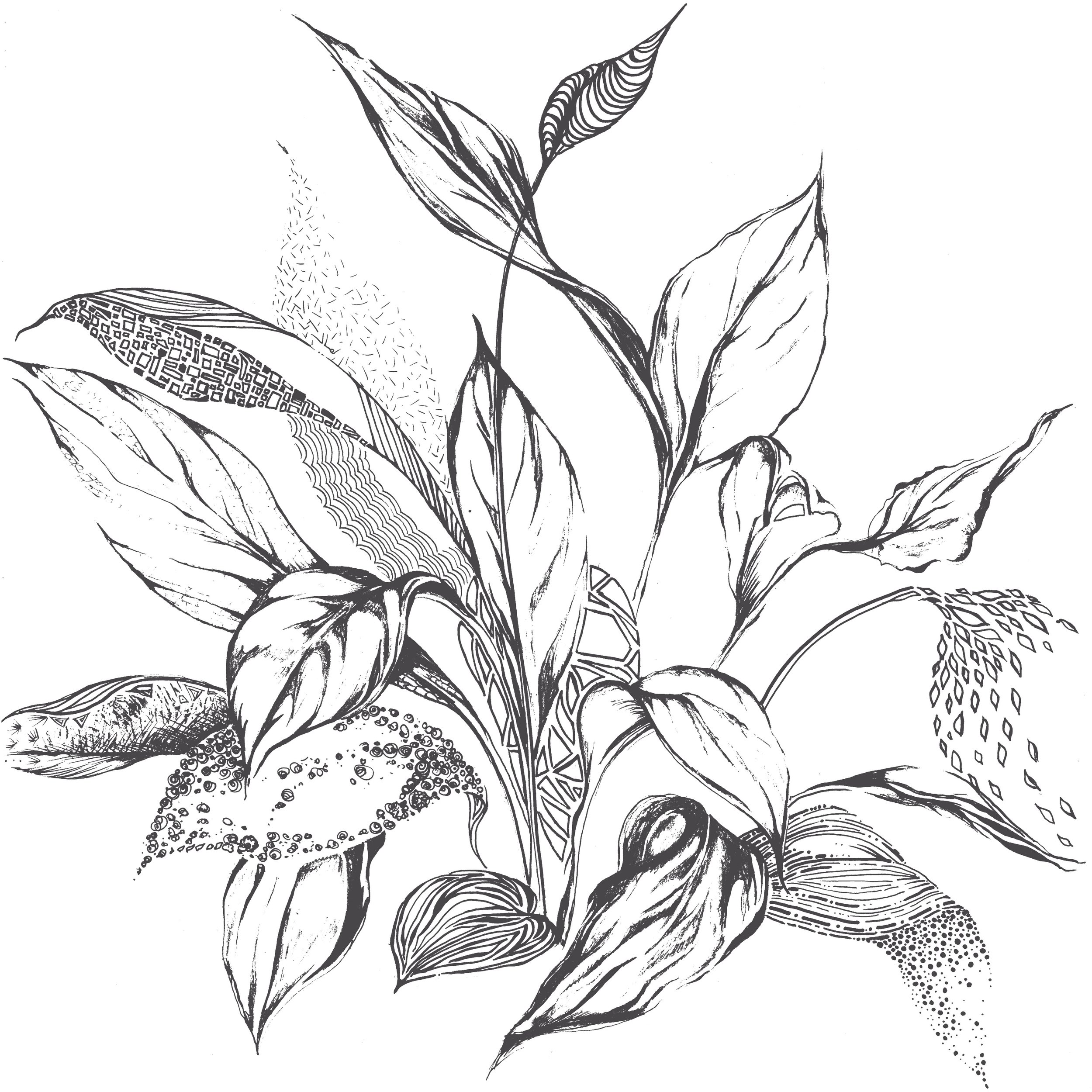 peace lily 1 copy.jpg