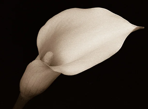 F3, Cala Lilies 1
