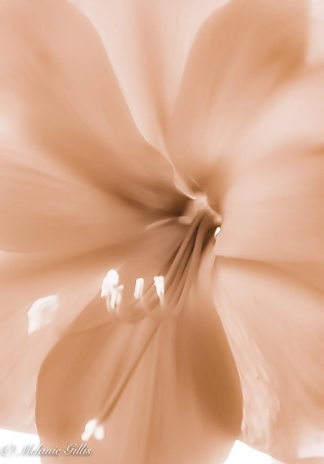 Flowers 2016    _5-Edit.jpg