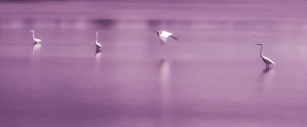 pink egrets_2022_105-2-Edit-Edit copy.jpg