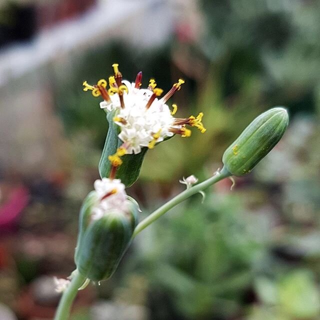 How cute is this flower! It belongs to one special plant. More to come, watch this space 🌸. ⠀
.⠀
.⠀
.⠀
#kalukacreative #plantshop #nursery #plantstore #flowers #flowerpower #flower  #plantsathome #florals #flowerbunch #protea #proteabouquet #natural