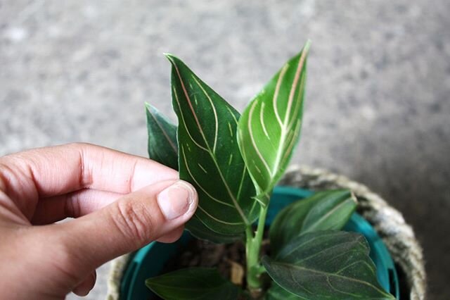 Absolutely in love with this Foliage. Aglaonema 'Siti Nurhaliza' love 💚⠀
.⠀
.⠀
.⠀
#kalukacreative #plantshop #nursery #shoponline #plantstore #sitinurhaliza #aglaonema #indoorplants #plants #plantsofinstagram #botanical #botanicalinteriors #housepla