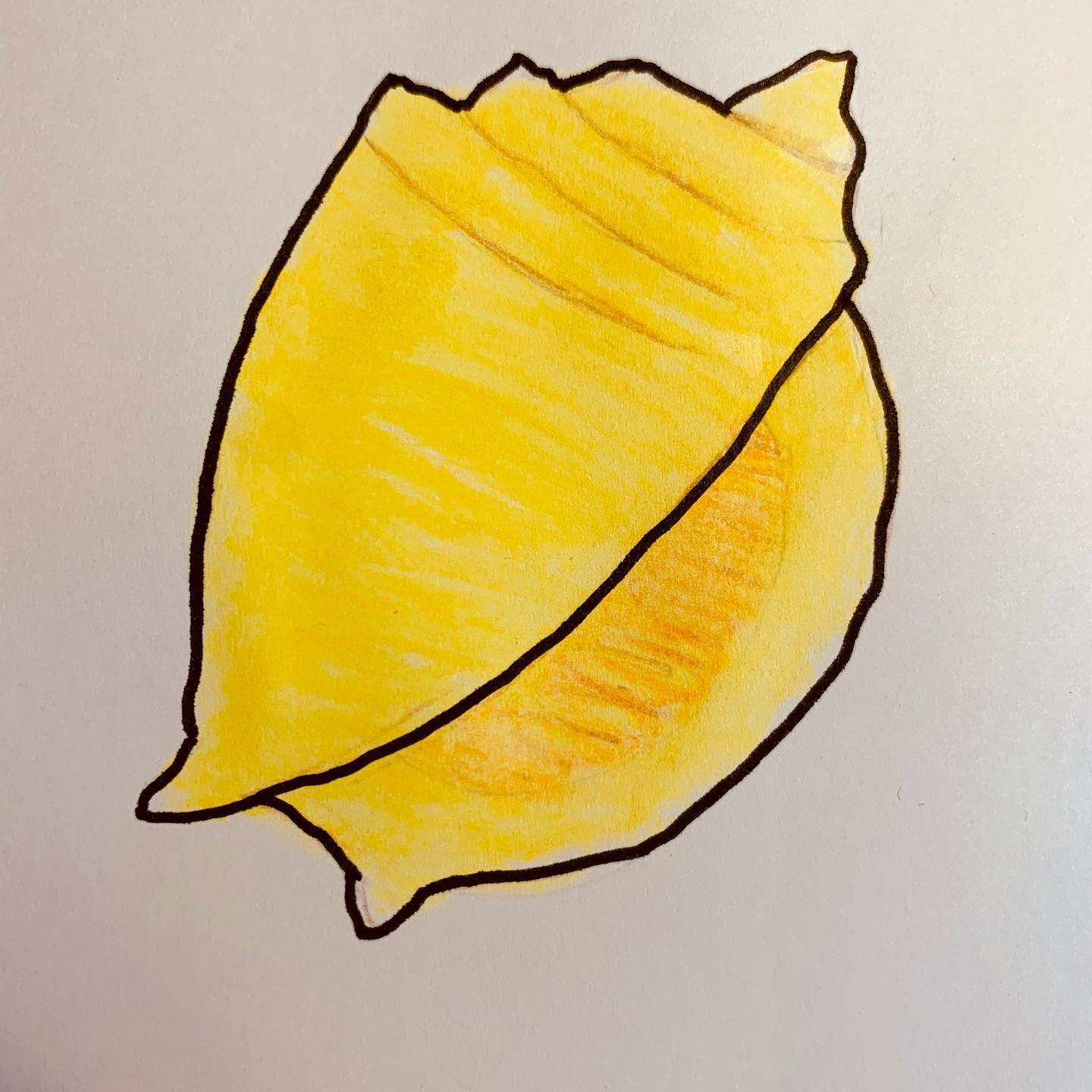 Here it is my friends! Having a go at a conch shell drawing. My granny had the shell in her bathroom decorations and I used to listen to it as a child. It brings back great beach memories. Hope you like the shell mudra too 🐚