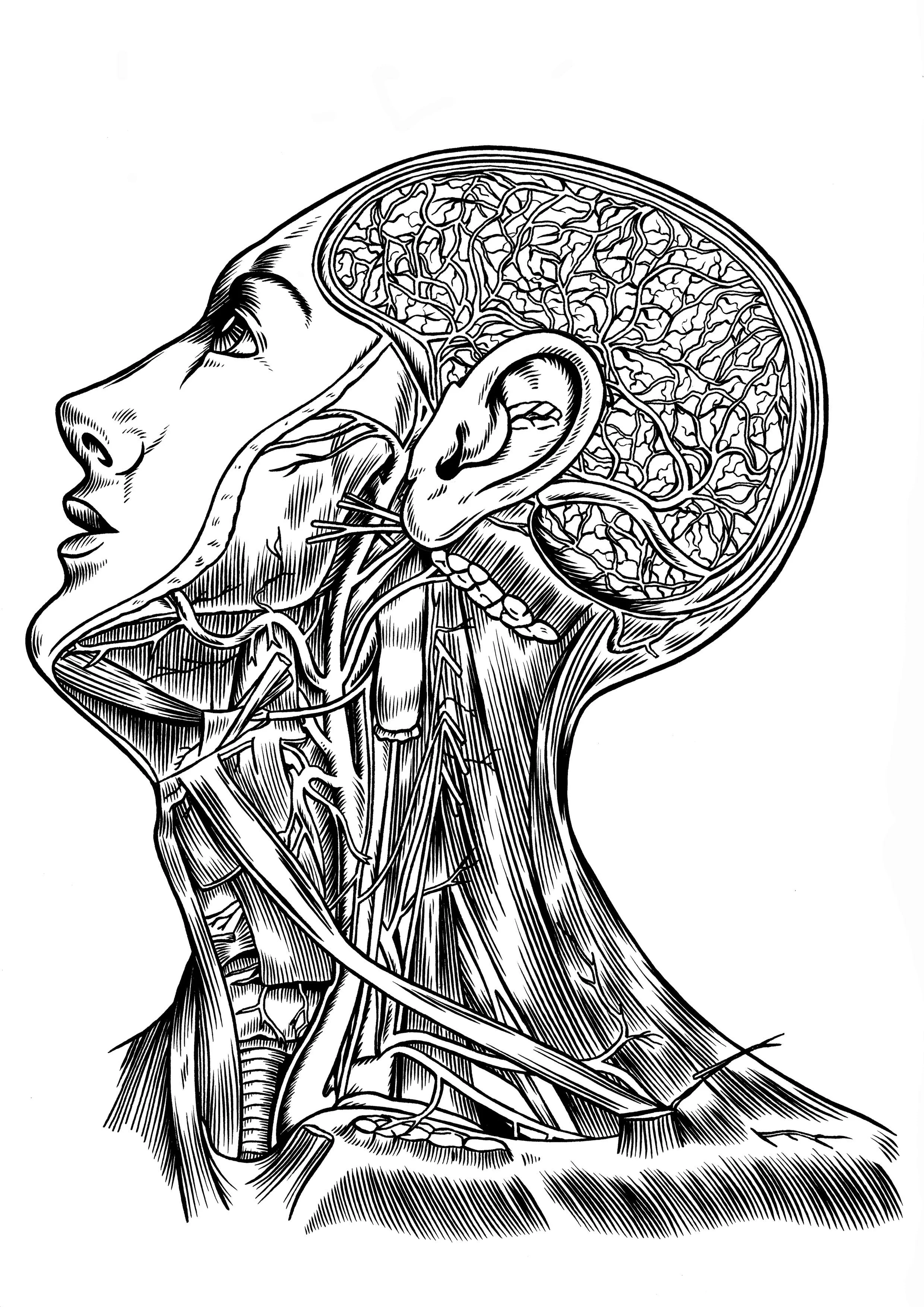 Retro/woodcut style medical illustrations. Agency: Langland