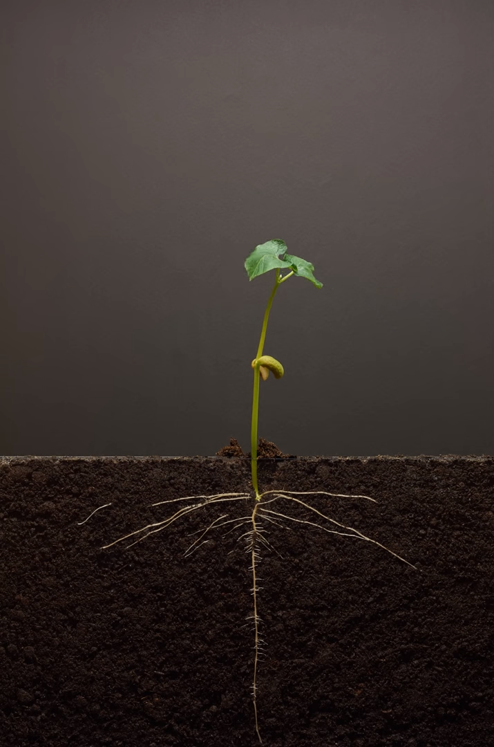 plant.png