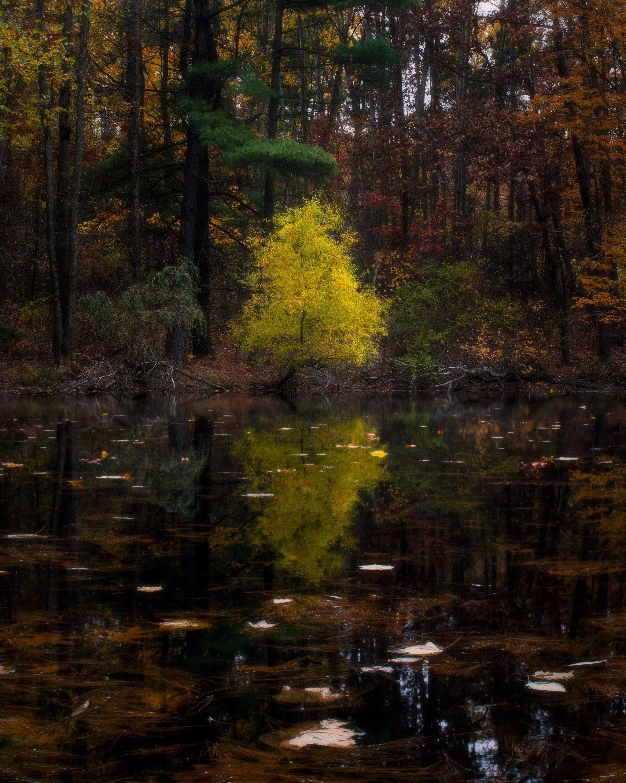 PAN-O-PLY Gallery by Jordan Watson