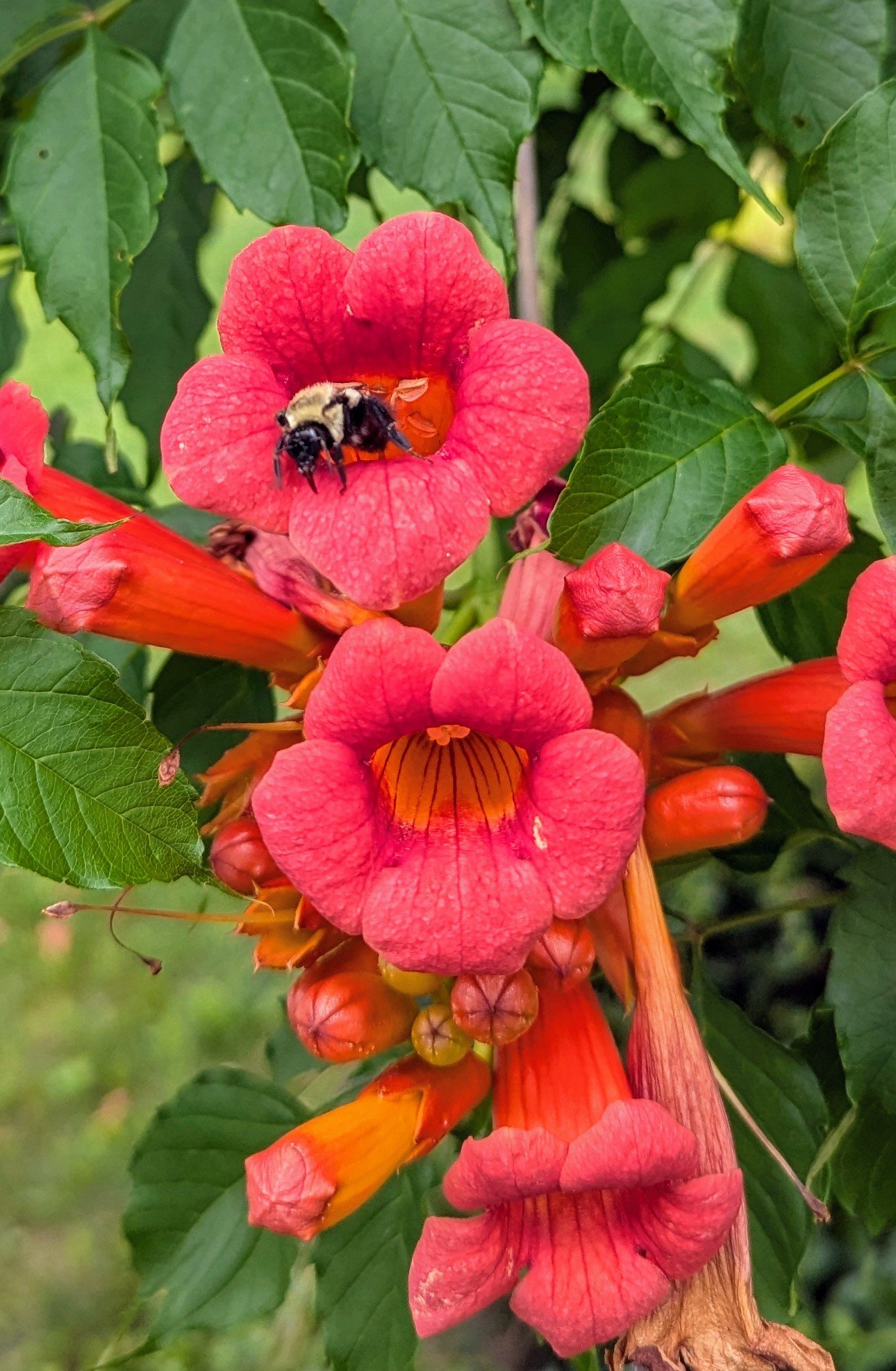 Editor's Note Fall 26 - The Trumpet Vine
