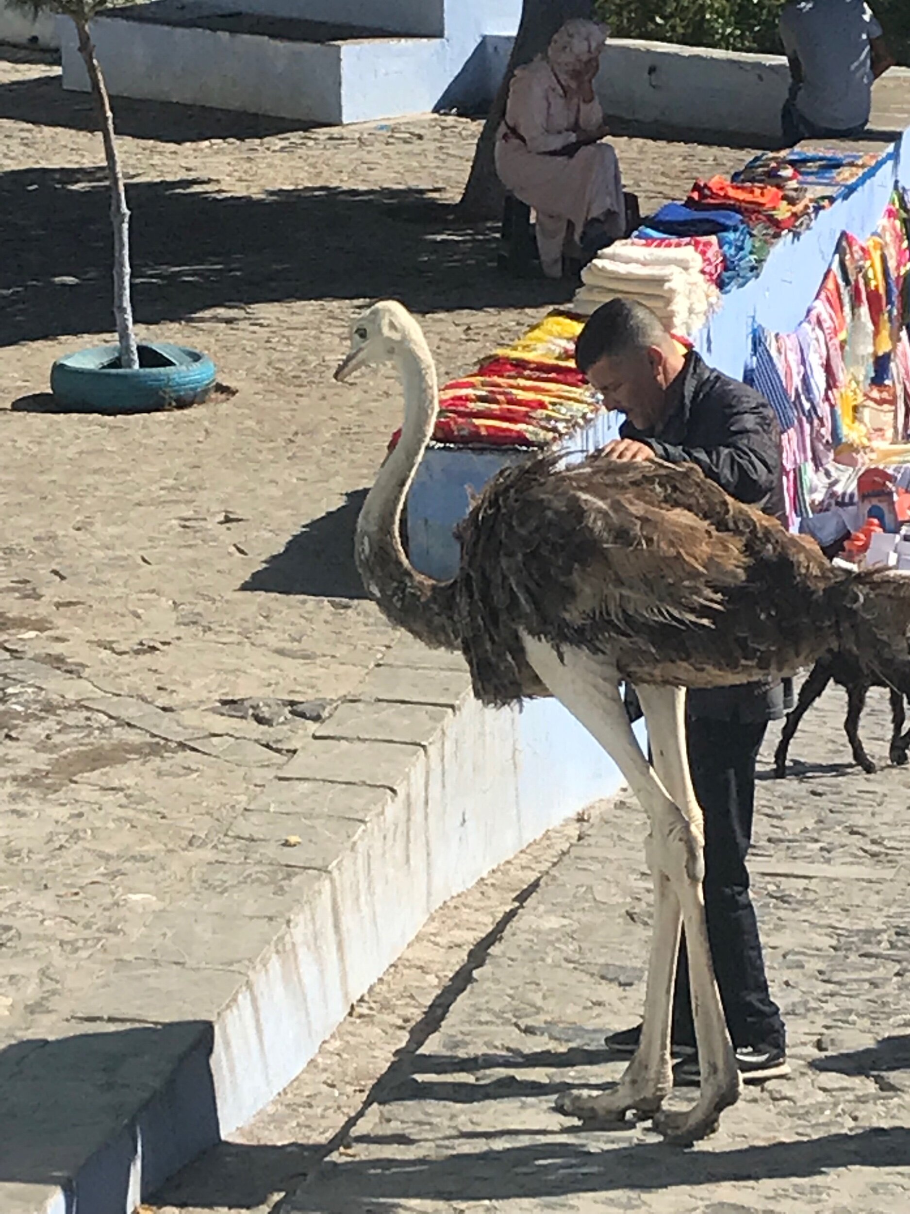 Would you believe I found the local Ostrich population!