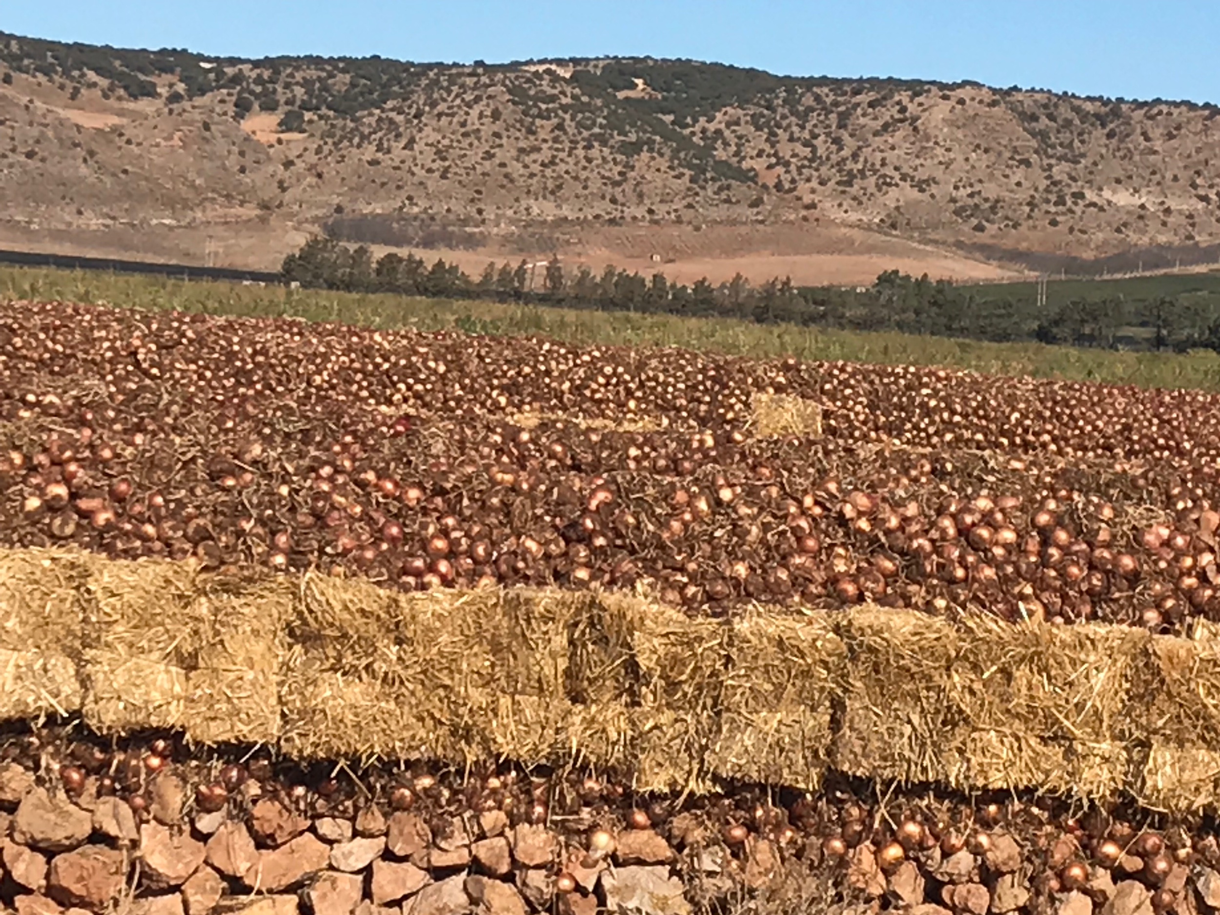 Check out the onion stacks!