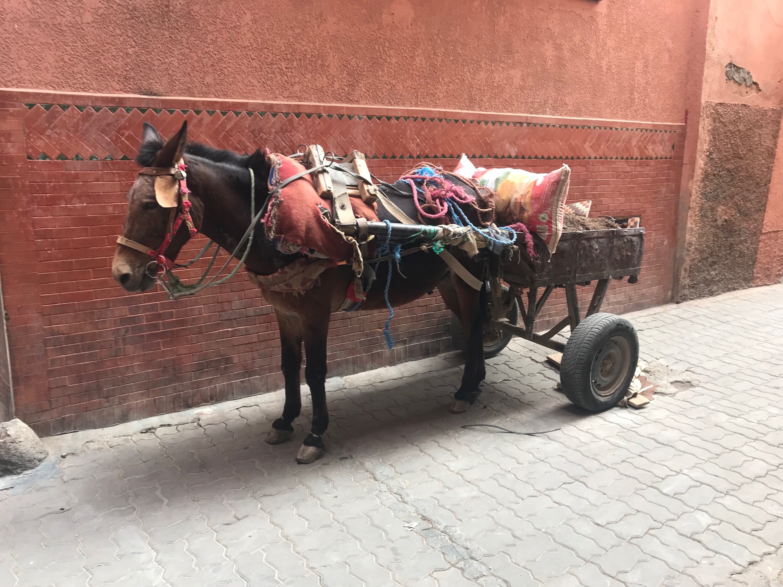 One of the many donkeys who work hard throughout the day, this one carting building rubble.
