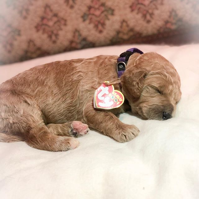 🎃 Trick or Treat 🎃 
The babies are all dressed up and ready to see if they will be a &ldquo;treat&rdquo; for a new family! We have 4 little pumpkins still looking for their forever family! 👻 
Message us or visit our website for more details!
www.c