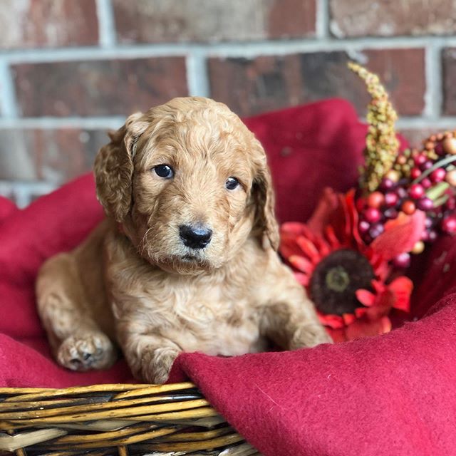 We still have 1 sweet boy and 1 beautiful girl still looking for their forever home! Let us know if you&rsquo;d be interested in either one of these babies! www.caneycreekdoodles.com
&bull;
&bull;
&bull;
&bull;
&bull; #f1bbgoldendoodle #goldendoodle 