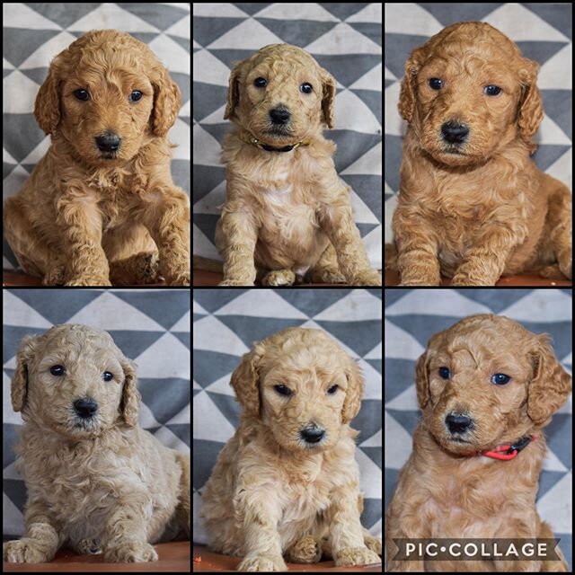 We have 6 f1bb standard male goldendoodles looking for their forever home. Go over to our FB page Caney Creek Doodles and check them out. DM us for more info!
&bull;
&bull;
&bull;
&bull;
&bull;
&bull; @puppies_of_lnstagram @goldendoodlesofinstagram @