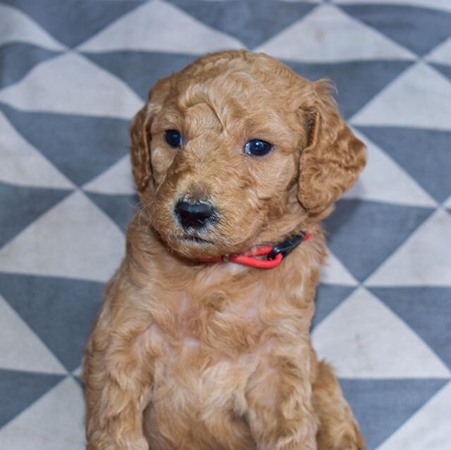 We have 5 f1bb standard goldendoodles still looking for their forever homes. These babies will be ready on 4/15. DM us for more info!
&bull;
&bull;
&bull;
&bull;
&bull;
&bull; #goldendoodlesofinstagram #goldendoodlepuppy #covid_19 #quarantine #doodle