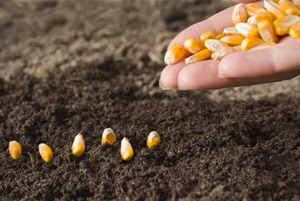 Corn is grown and then used to capture and separate CO2, transforming it into long-chain sugar molecules (glucose).