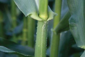 Enzymes convert the glucose milled from corn stems to dextrose, which is fermented into lactic acid.