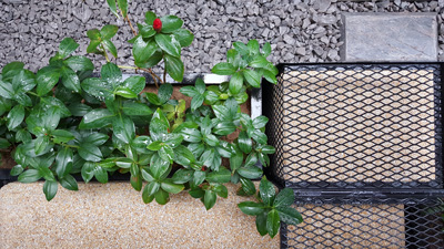 TREE-CUBE-Design-Element-2b.jpg