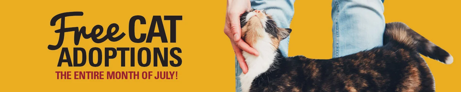 30 HQ Pictures Free Cat Adoption Maryland / Maryland Spca Helping Animals In Baltimore
