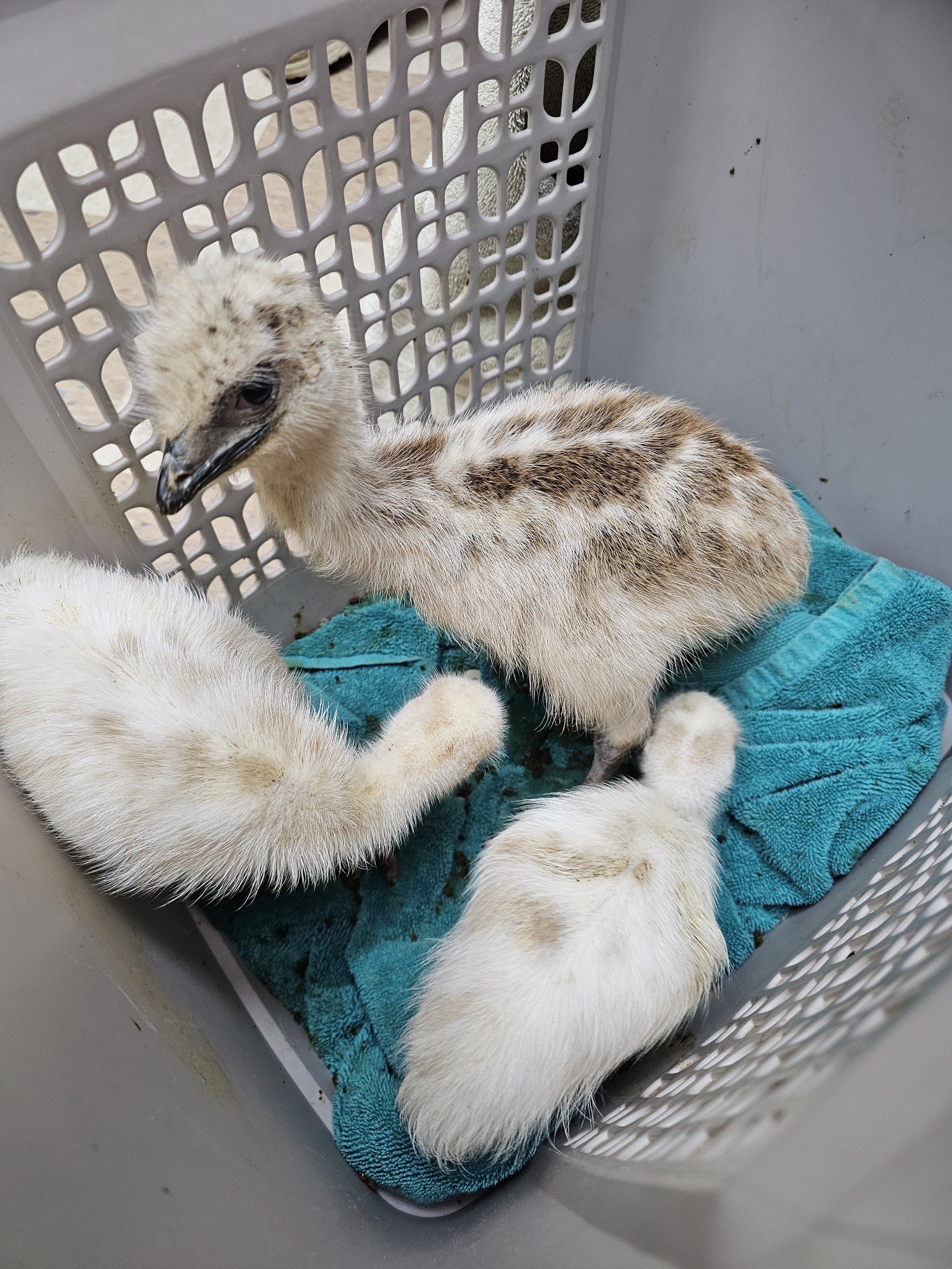 emu chicks.jpeg