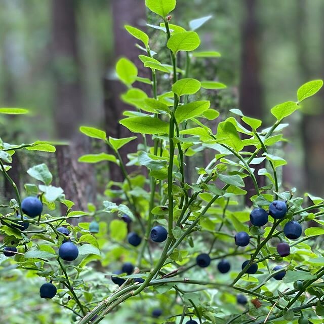 Picked blue berries today 💛 super food straight from nature, fresh and organic. Will make blueberry pancakes for brunch tomorrow 🥰 #paleo #naturalfoods #antioxidants #minerals #vitamins .
.
.
.
.
.
.
#lottashealthacademy #lifestylechangenow #health