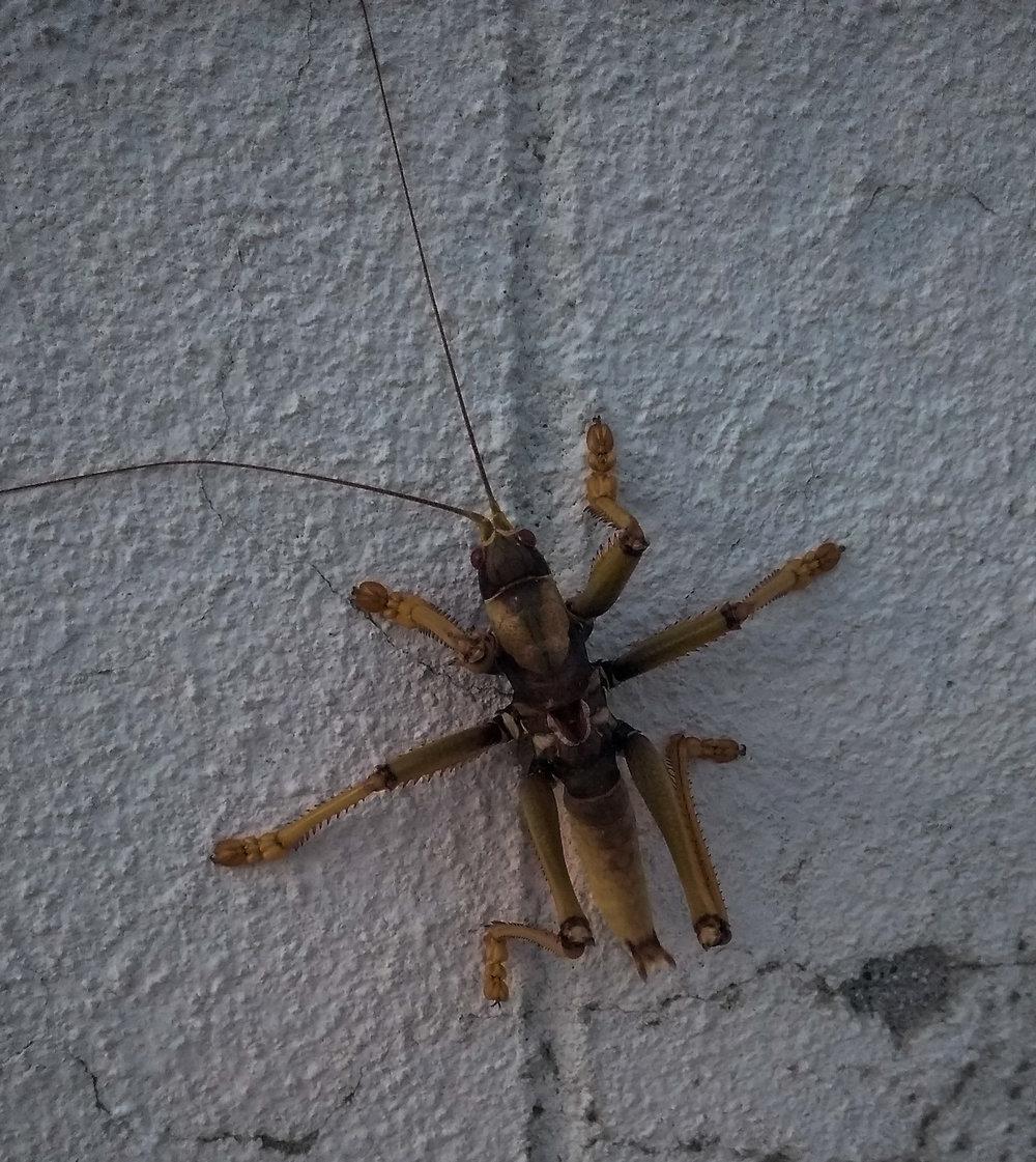 3 inch Critter on the Wall...
