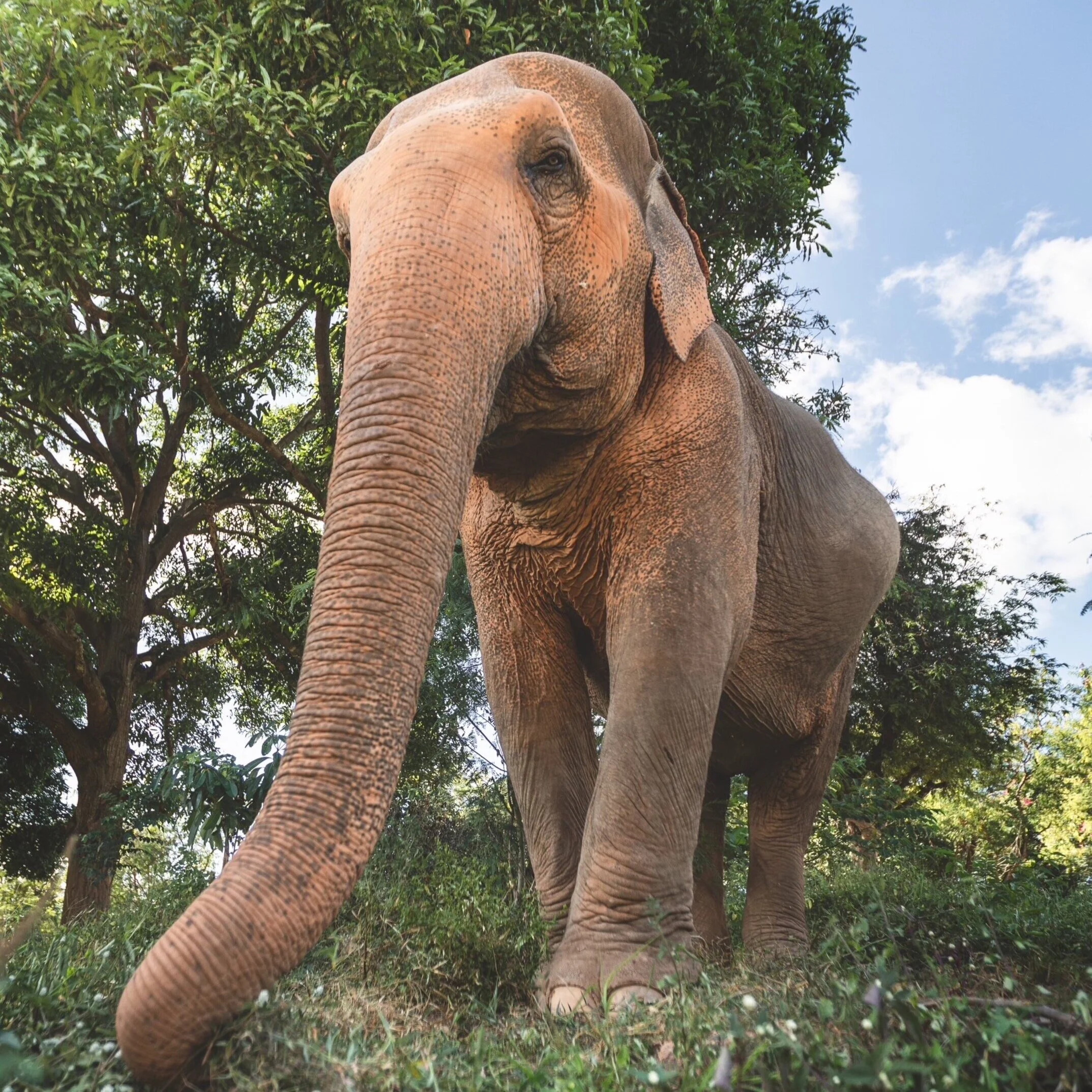 Free Free Elephant Trunk Up Svg 73 SVG PNG EPS DXF File