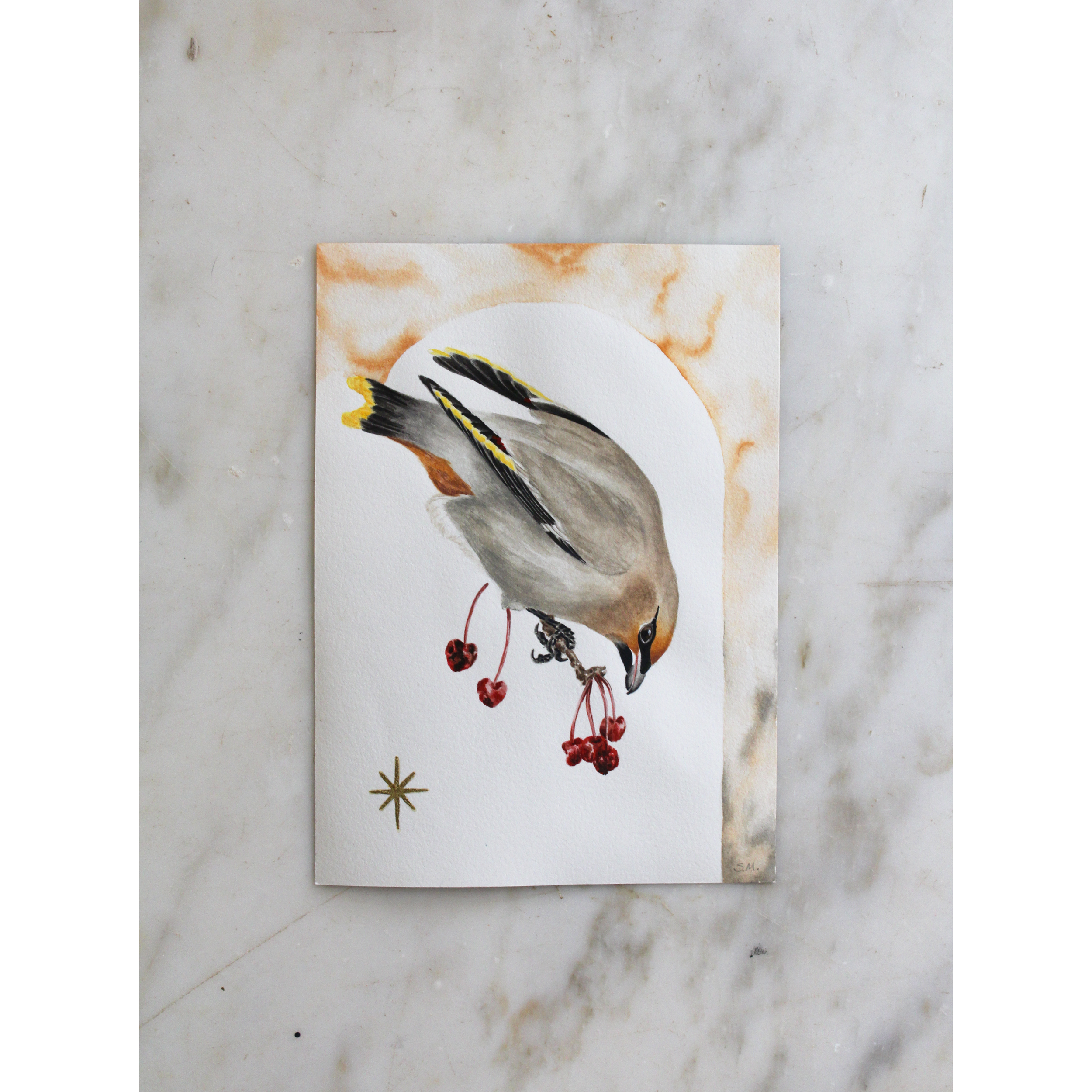 cedar waxwing study.png