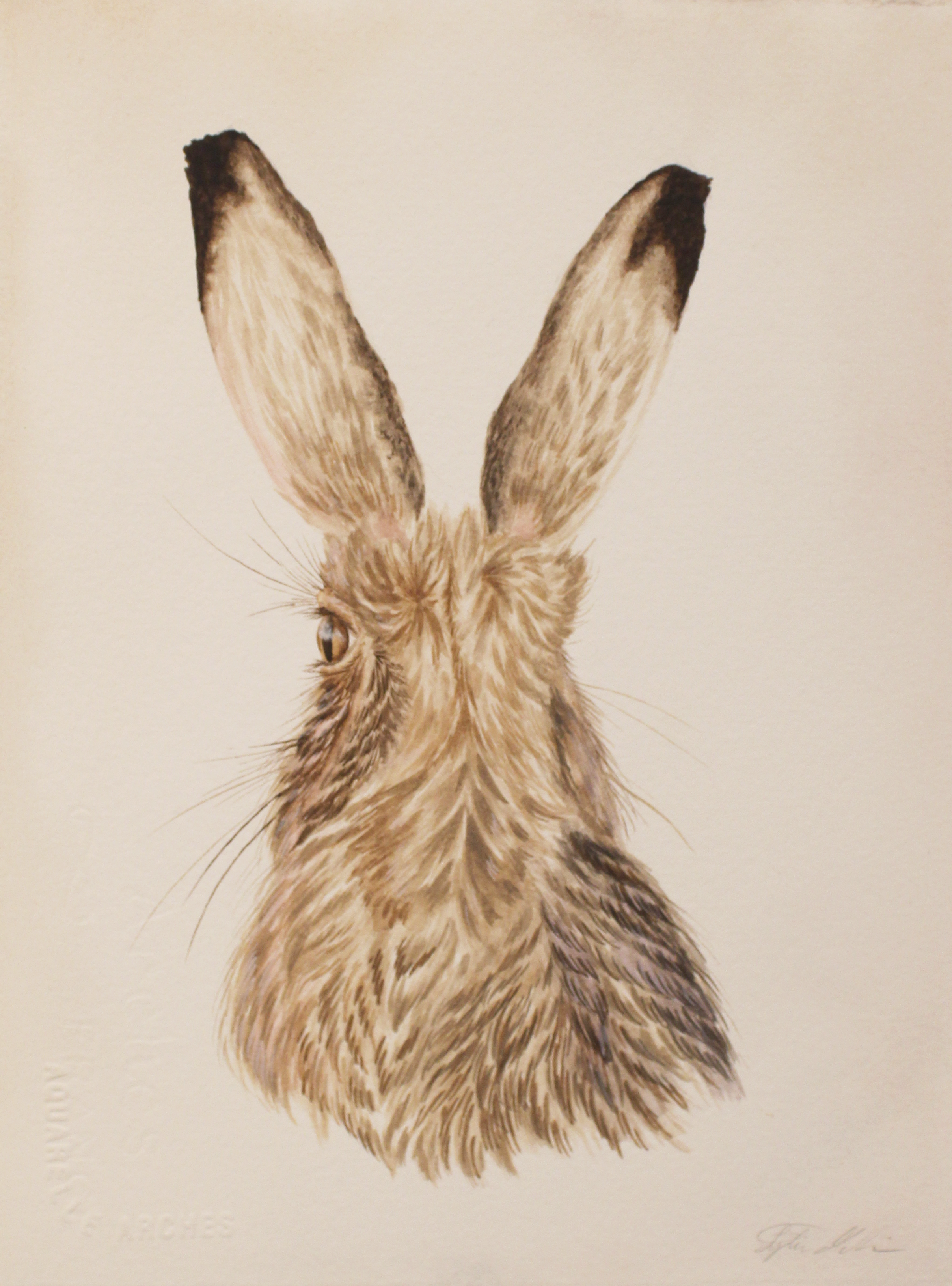 harestudy_6.png