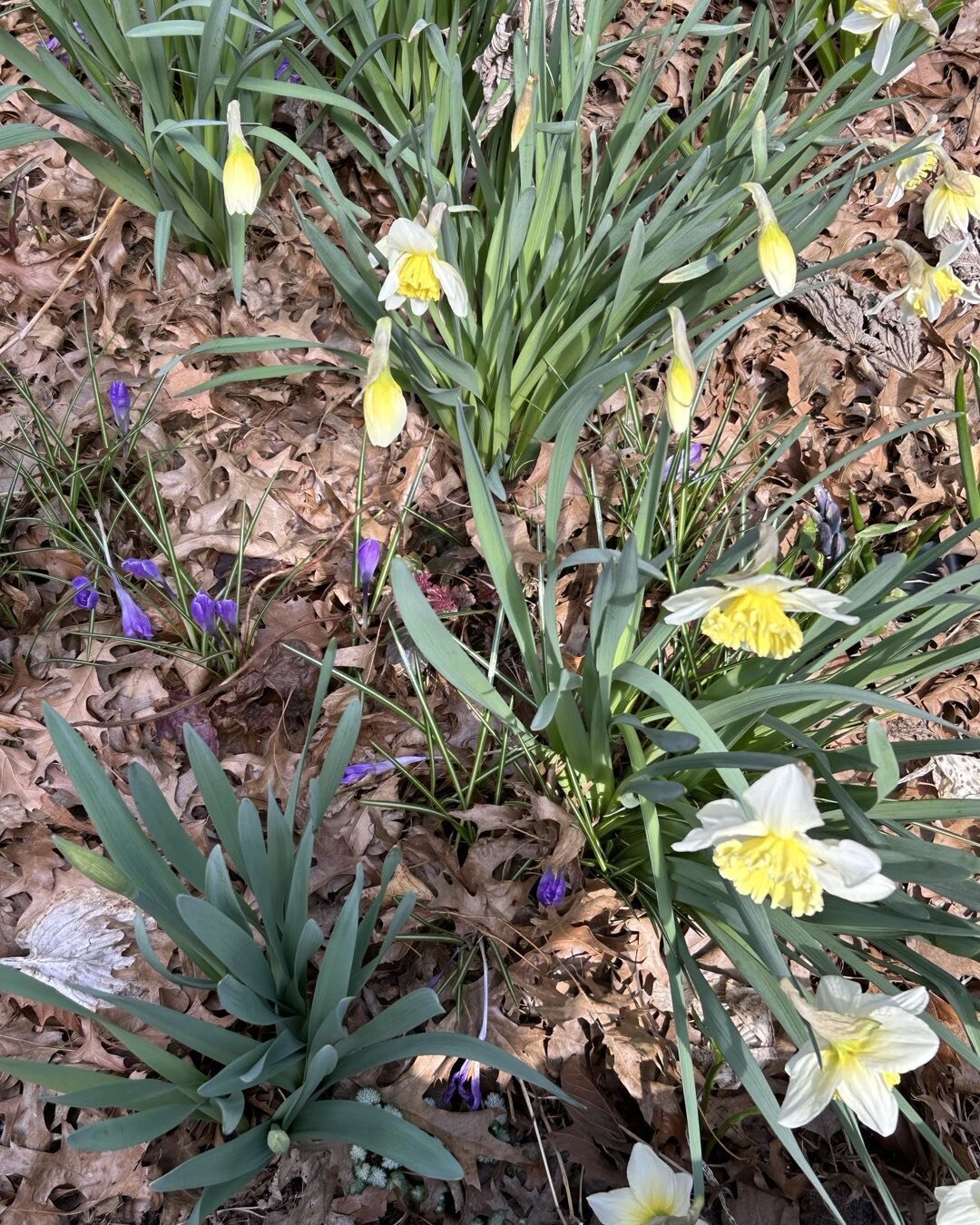 It&rsquo;s spring in Park Slope.