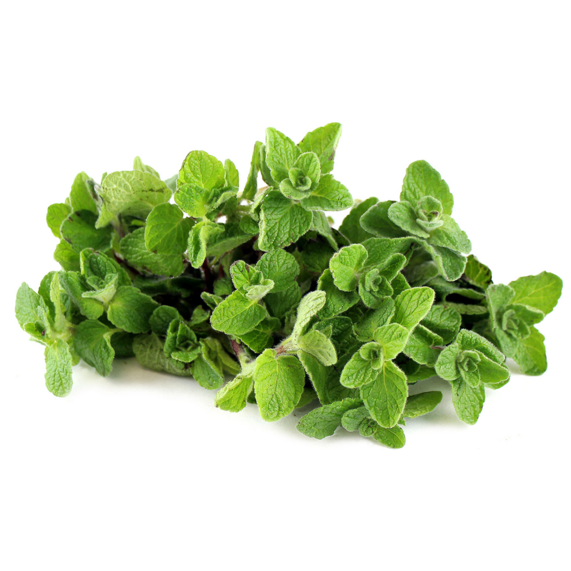 Za'atar_sq.png