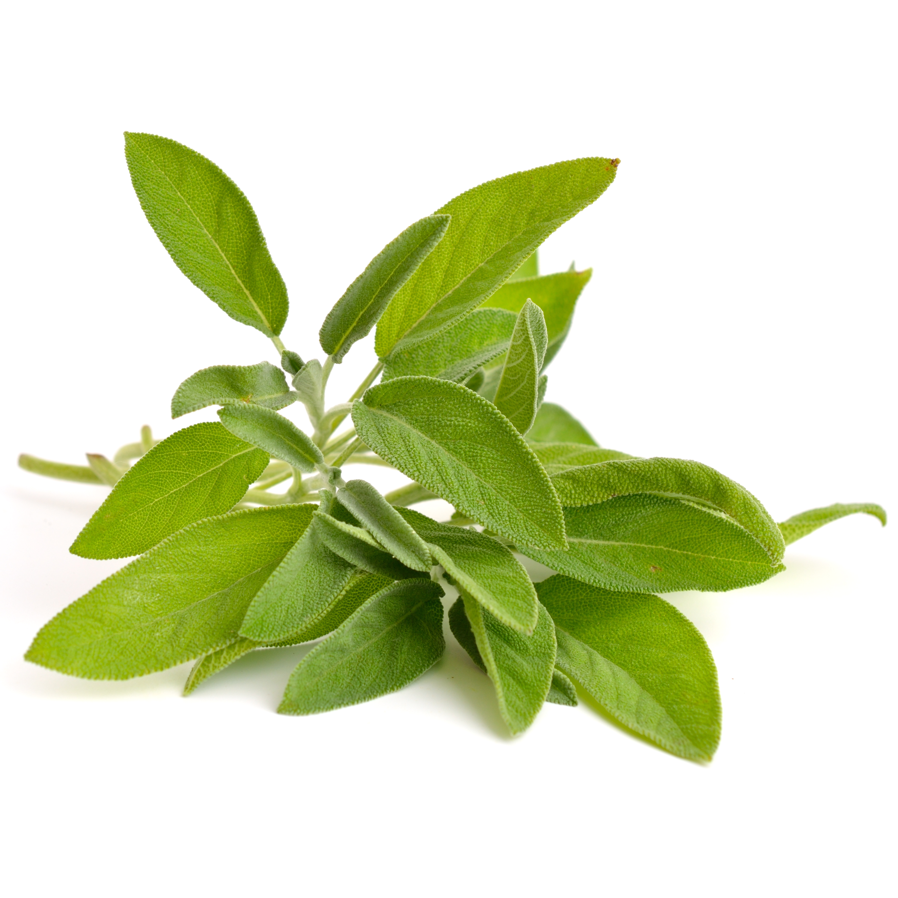 Sage_sq.png