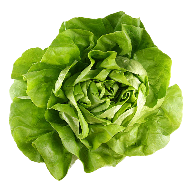 BibbLettuce_sq.png