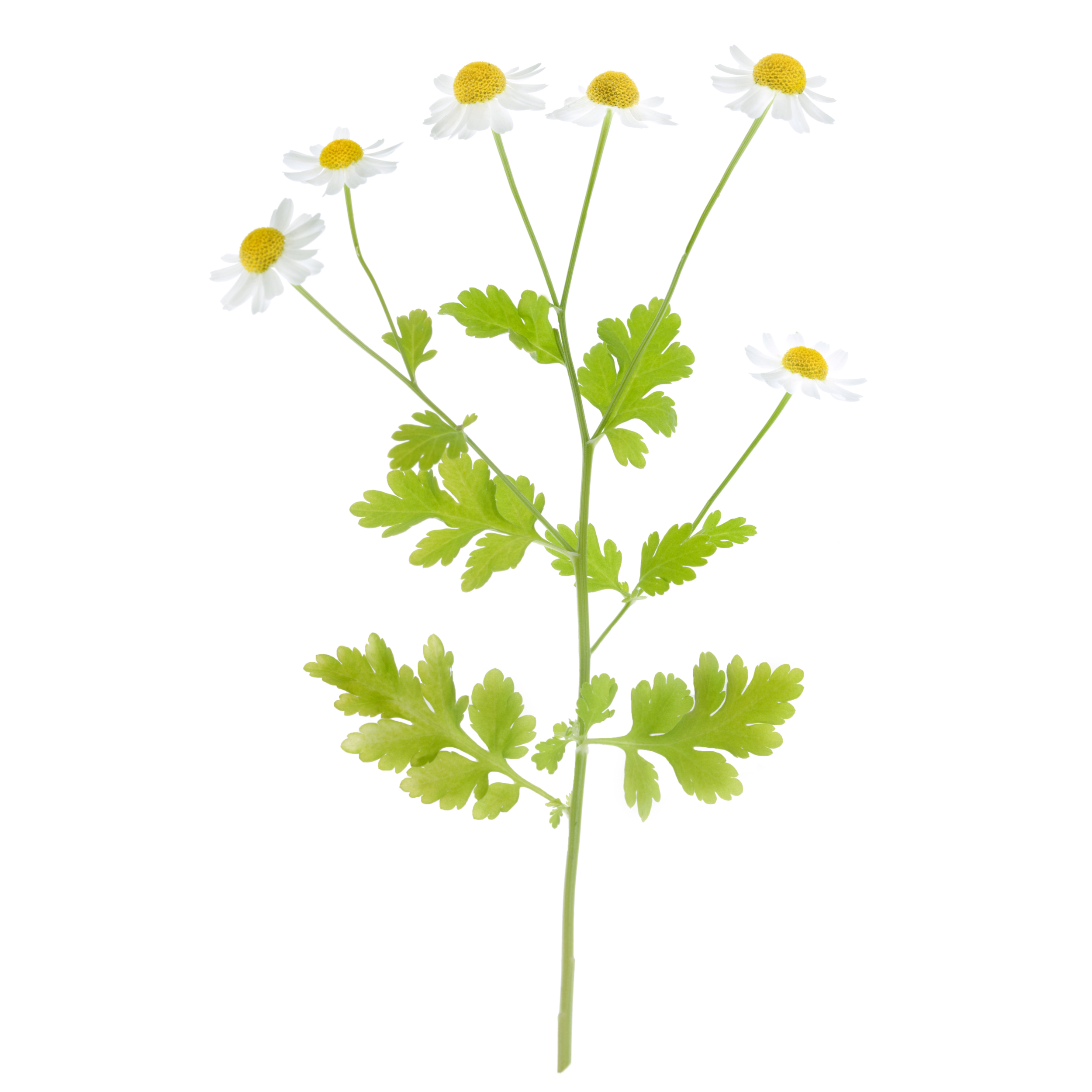 Chamomile_sq.png