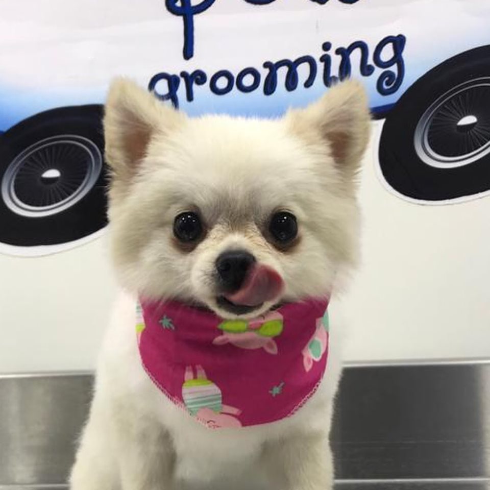 Spoiled Pets-Grooming Truck-2.jpg