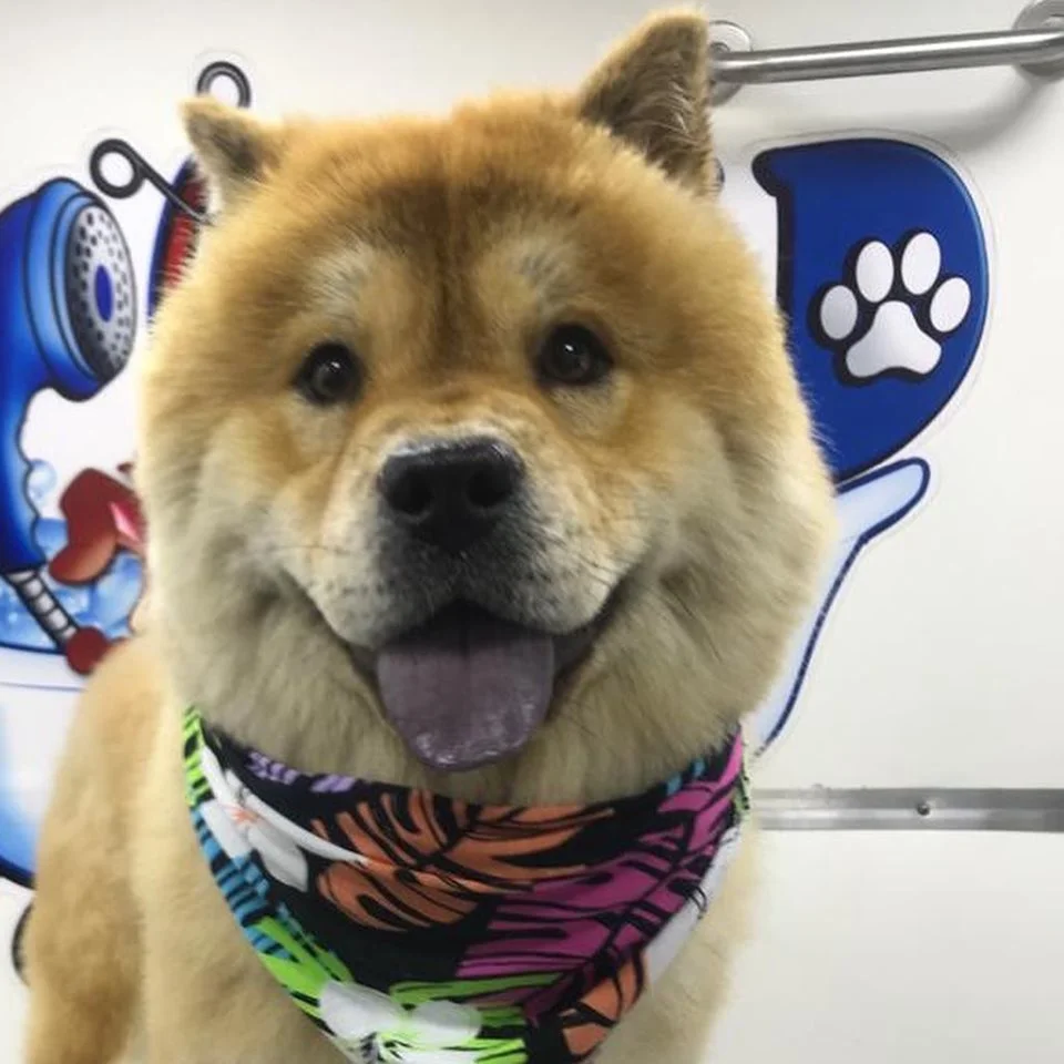 Spoiled Pets-Grooming Truck-3.jpg