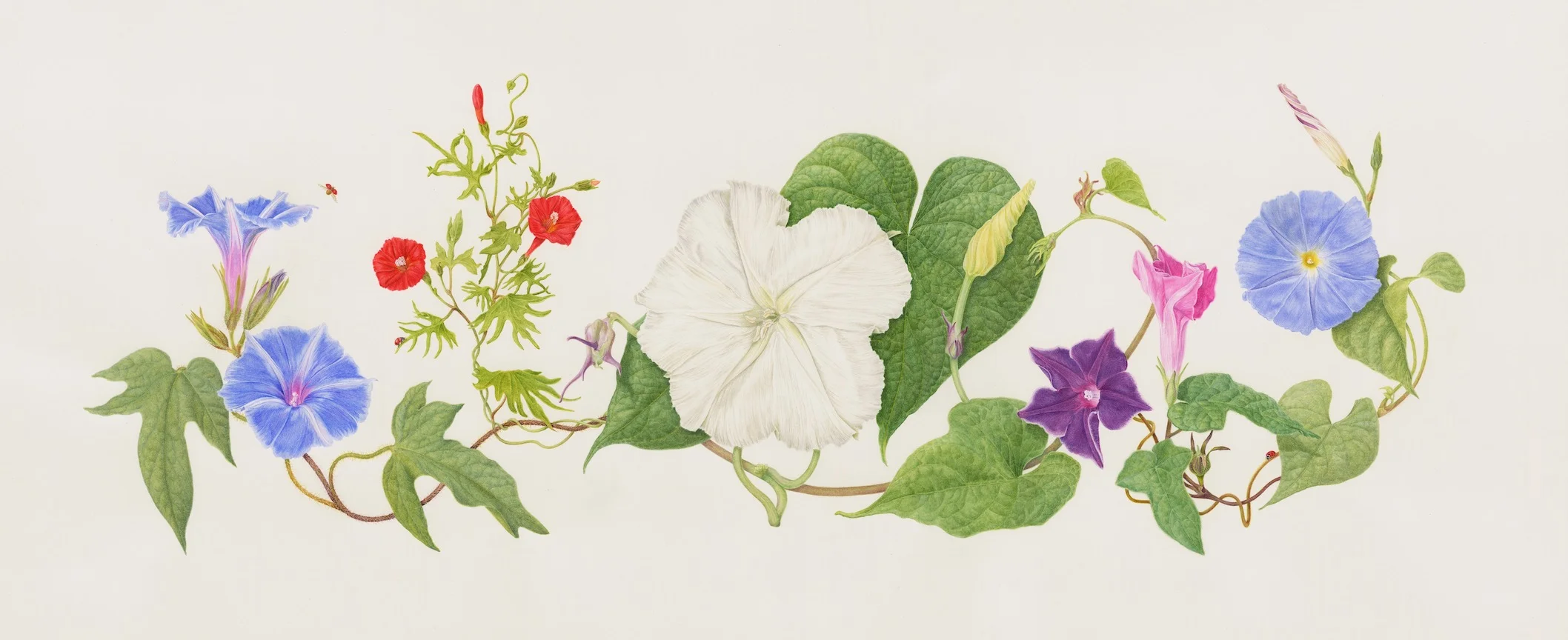 New Morning Glory Frieze copy.jpeg