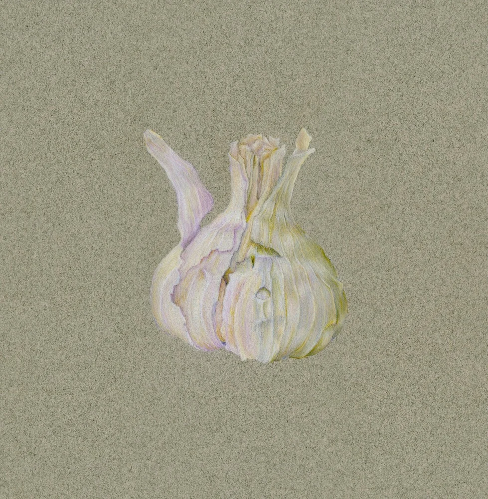 New Garlic Bulb copy.jpeg