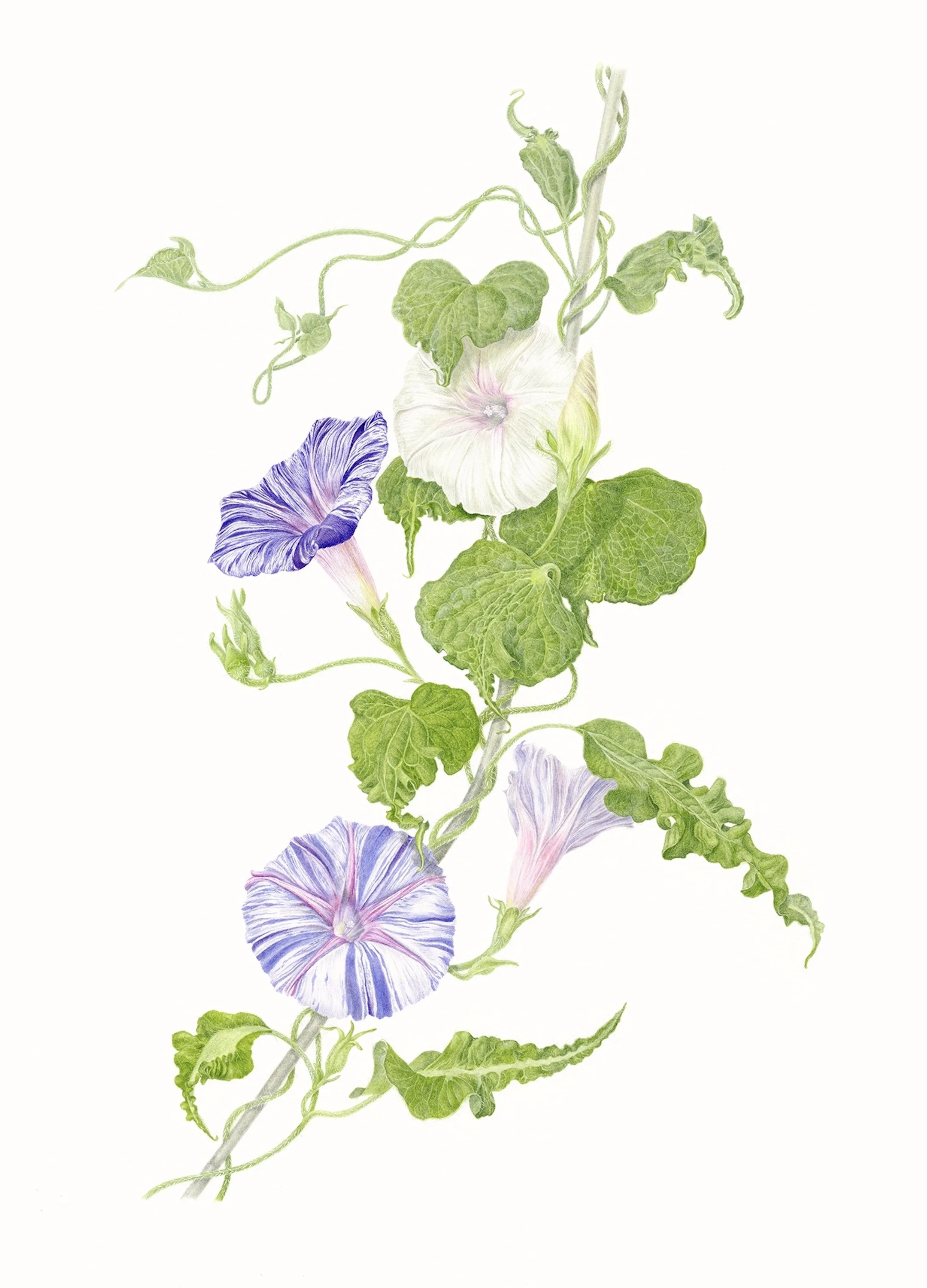 Harlequin Morning Glory.jpeg