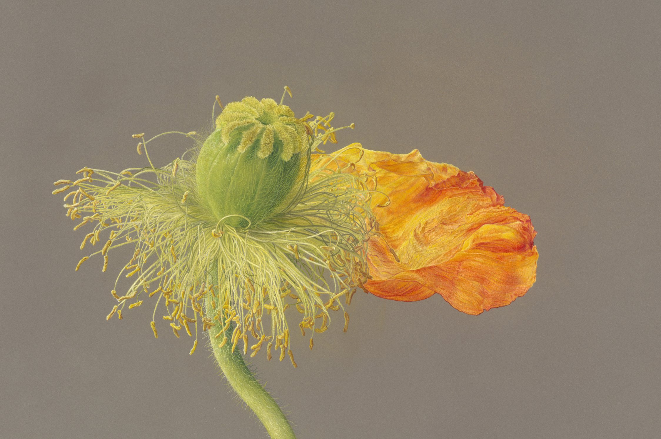 Poppy - Papaver nudicaule .jpg