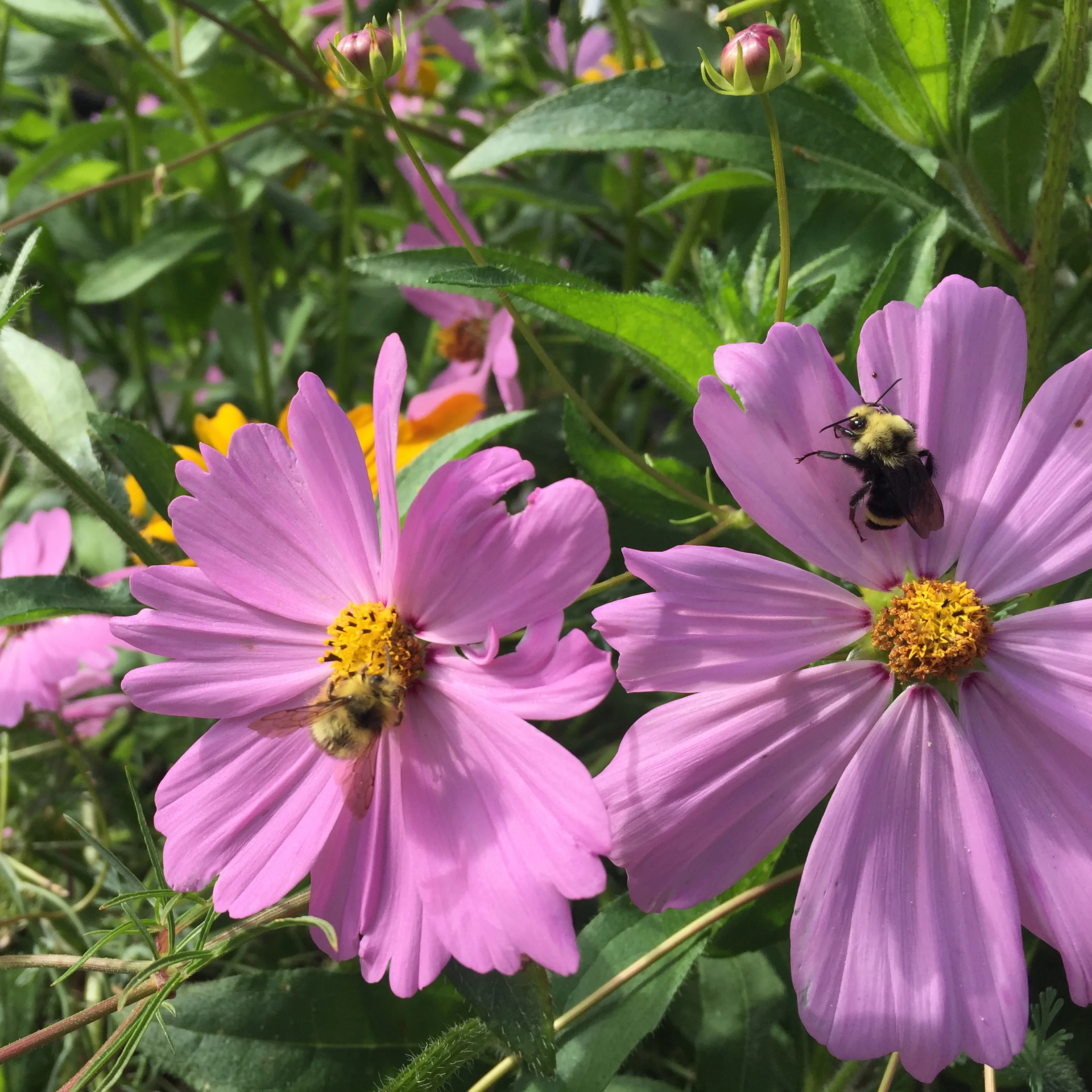 beeseeds.jpg
