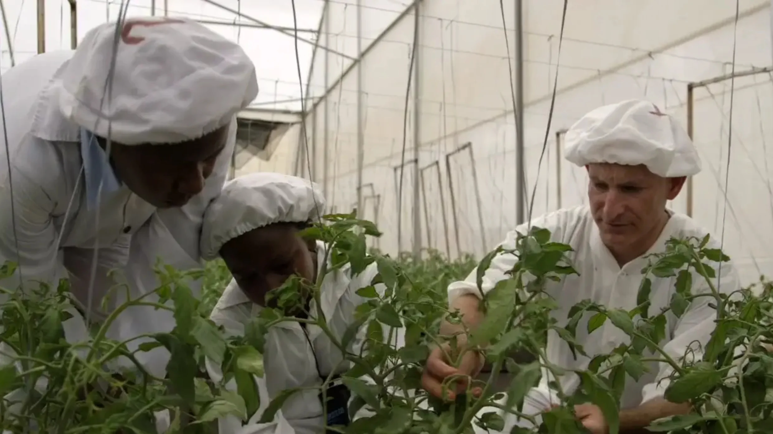 MIT Case Study: AAA Growers