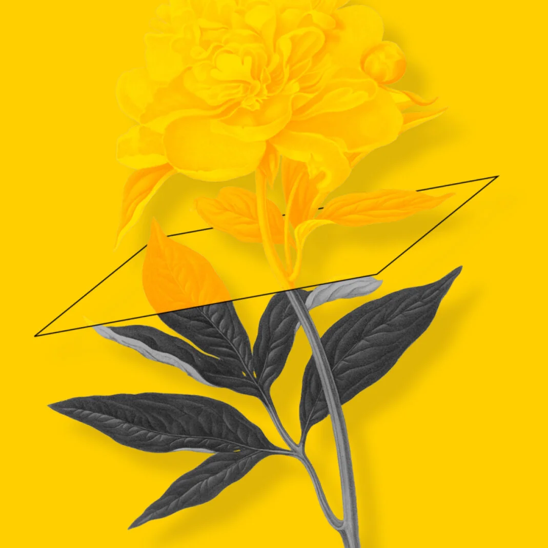 Numinus, a new step for mental health in Canada | Numinus, une nouvelle étape pour la santé mentale au Canada