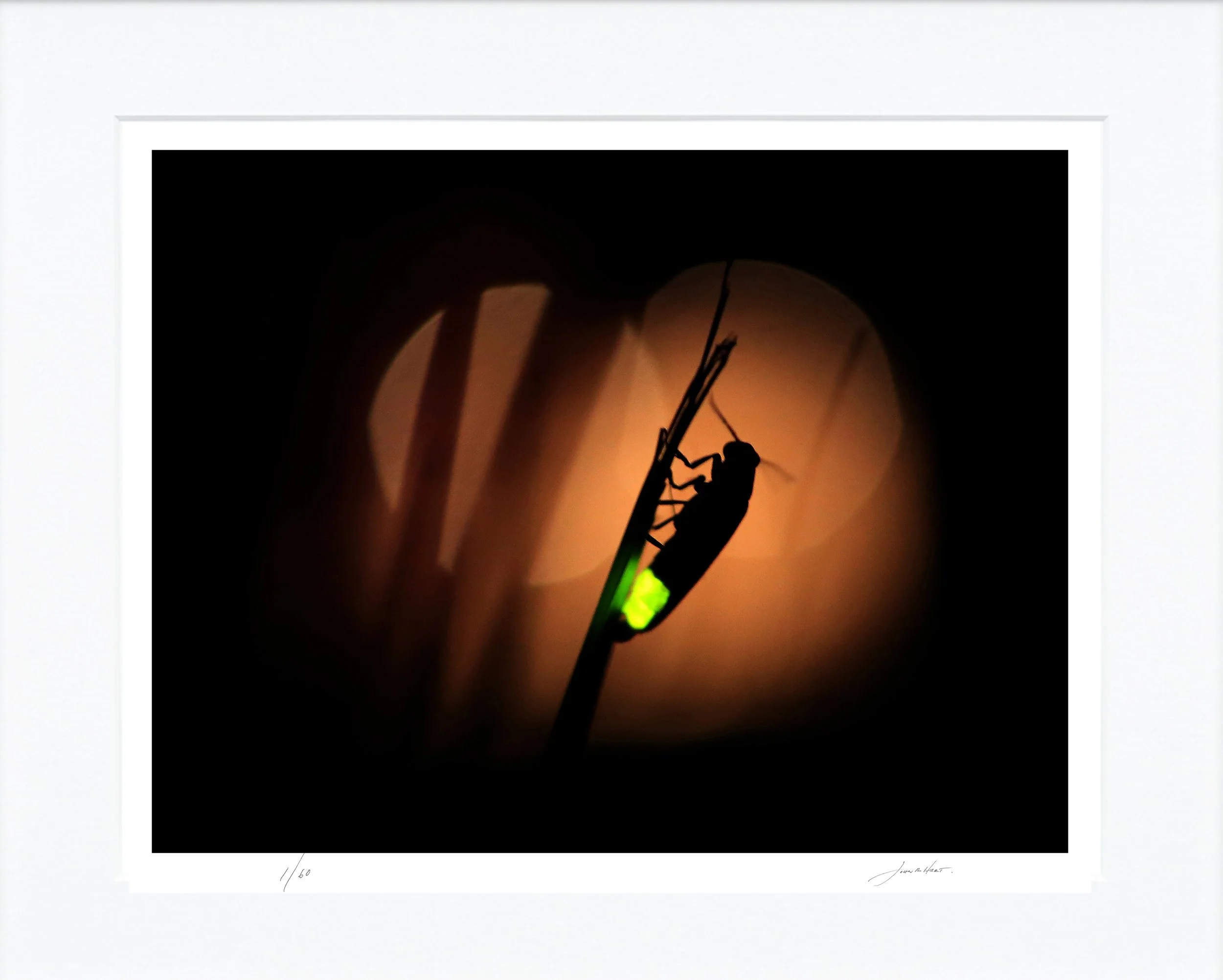 Firefly mat.jpg