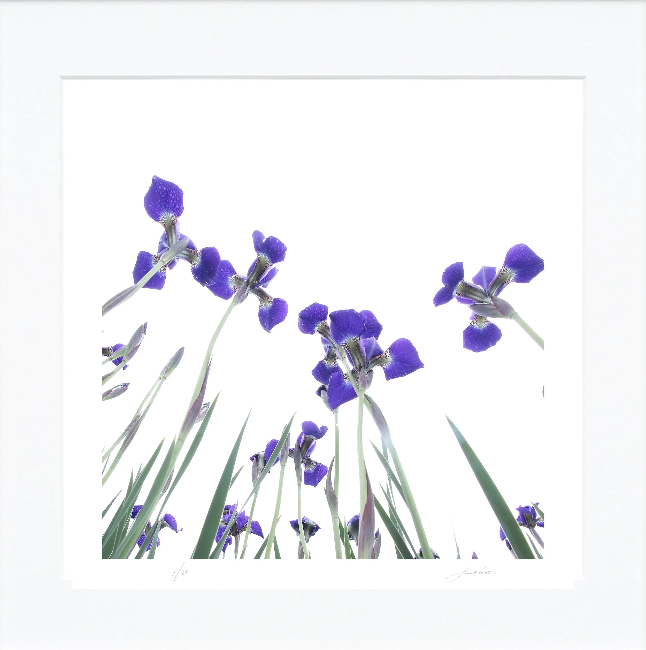 Iris mat.jpg